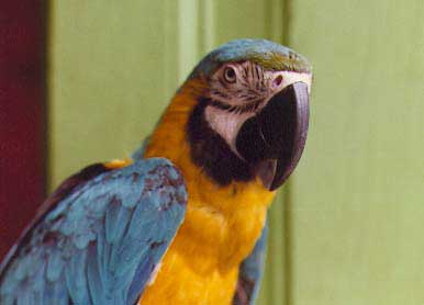 PARROT